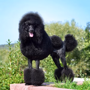 WordPress – the pampered poodle of website platforms (IMHO).